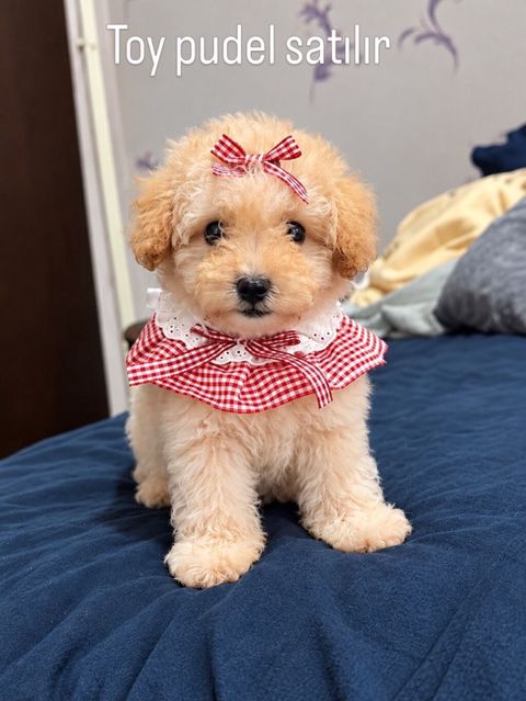 Toy pudel satılır - Cins: Toy Poodle peyvendı vurulub Qurt dermanı — 1 000 ₼ · Bakı · Digər Toy pudel satılır - Cins: Toy Poodle peyvendı vurulub Qurt dermanı — Bakı