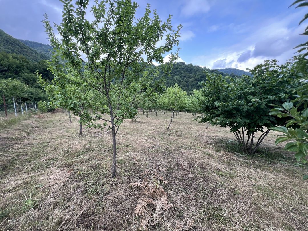 Satılır torpaq 36 sot — Torpaq, İsmayıllı (3)