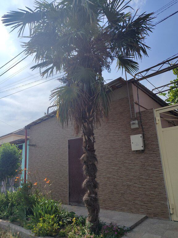 Palma — Bitkilər, Xaçmaz (2)