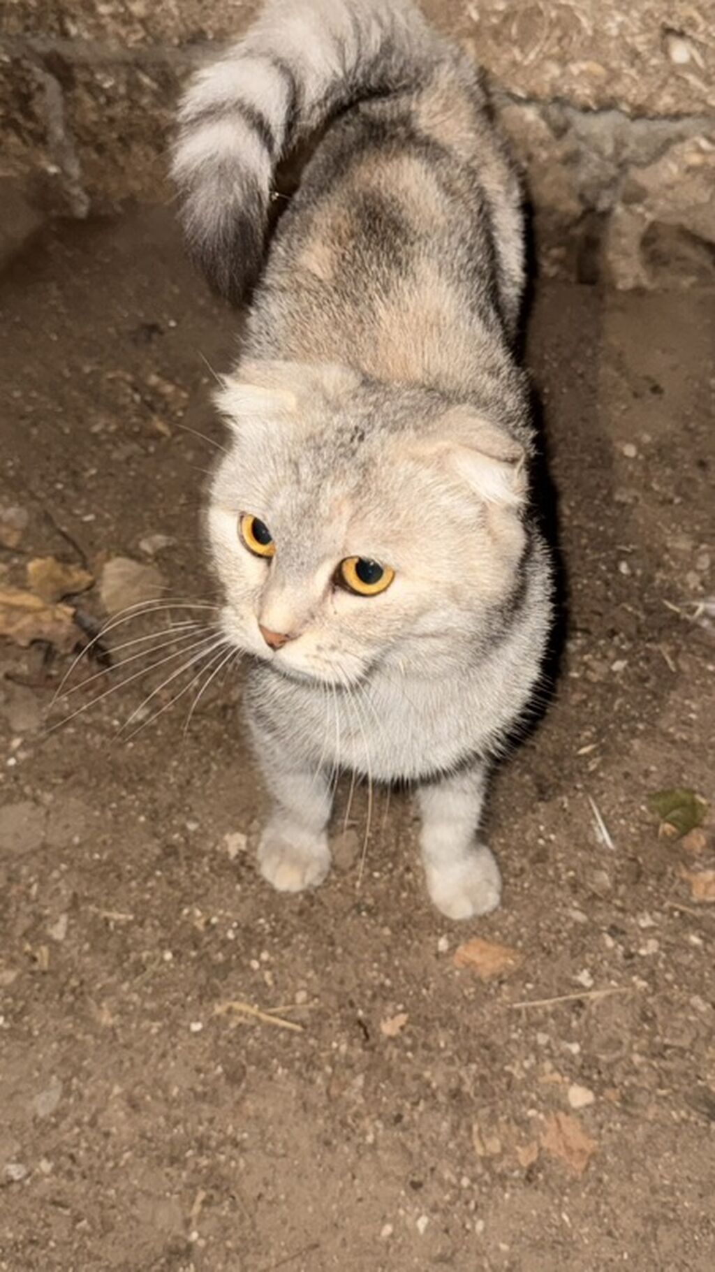 Şotland, Yaxşı əllərə — Pişiklər, Digah (3)