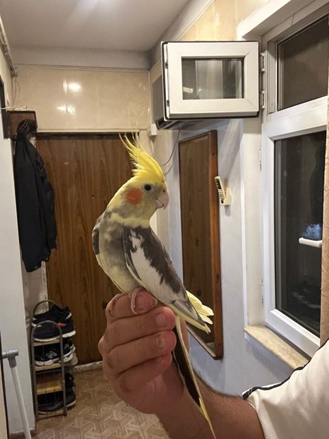 Korella tutuquşu — 50 ₼ · Bakı · Quşlar Korella tutuquşu — Bakı