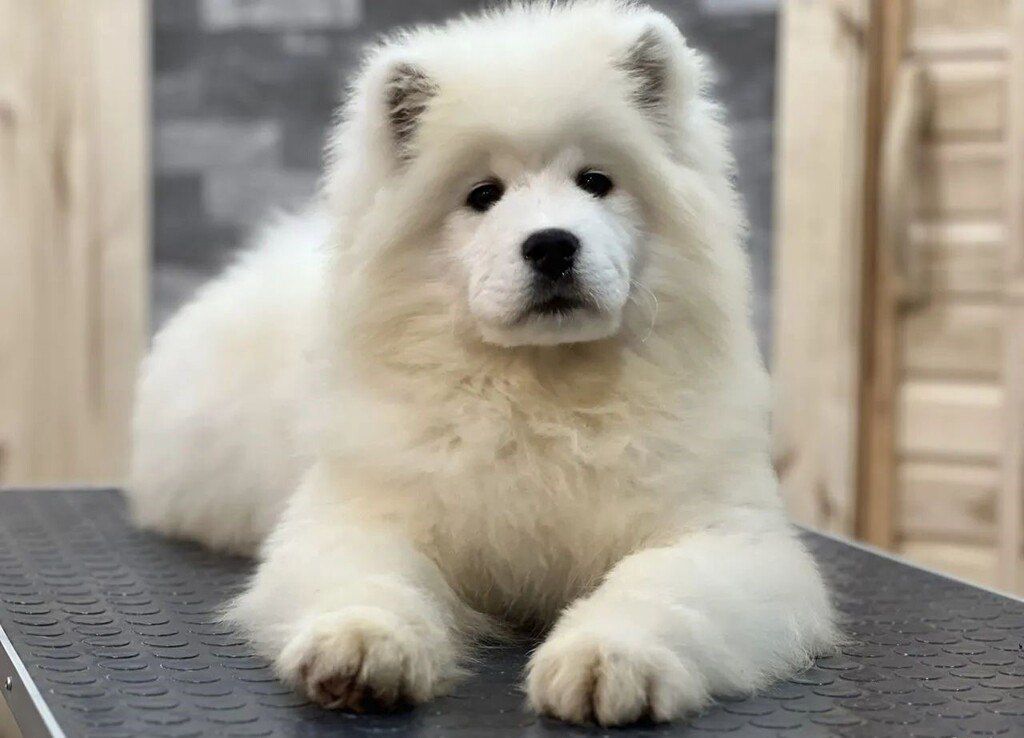 Samoyed — Köpəklər, Bakı (10)