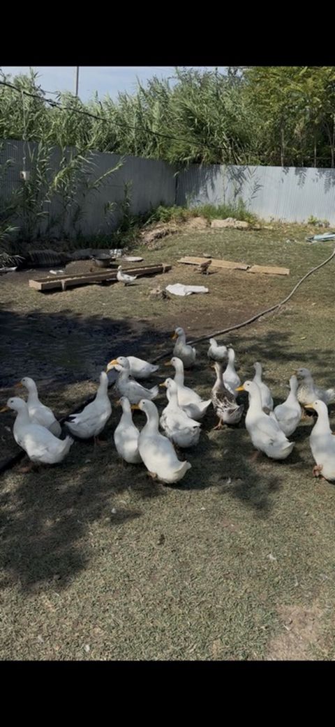 Dişi, Ətlik — 15 ₼ · Bakı · Digərləri Dişi, Ətlik — Bakı