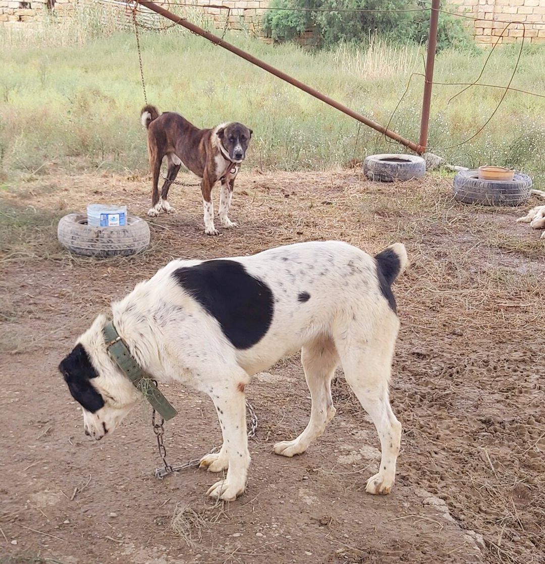 Alabay — Köpəklər, Bakı (3)