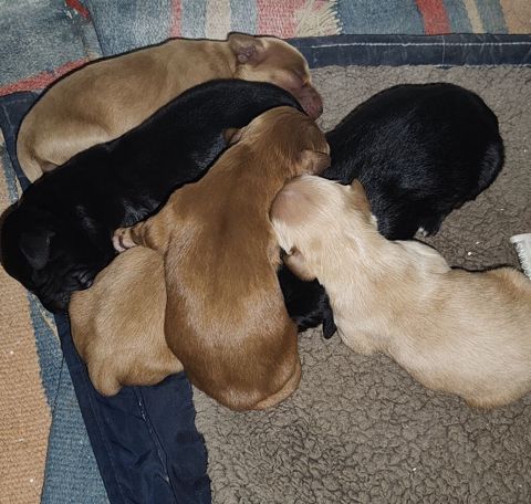 Koker Spaniel balalari oktyabirin 1dogulublar 5eded disi ve erkey — Masazır