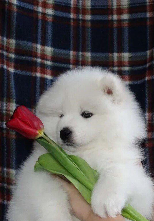 Samoyed — Köpəklər, Bakı (8)