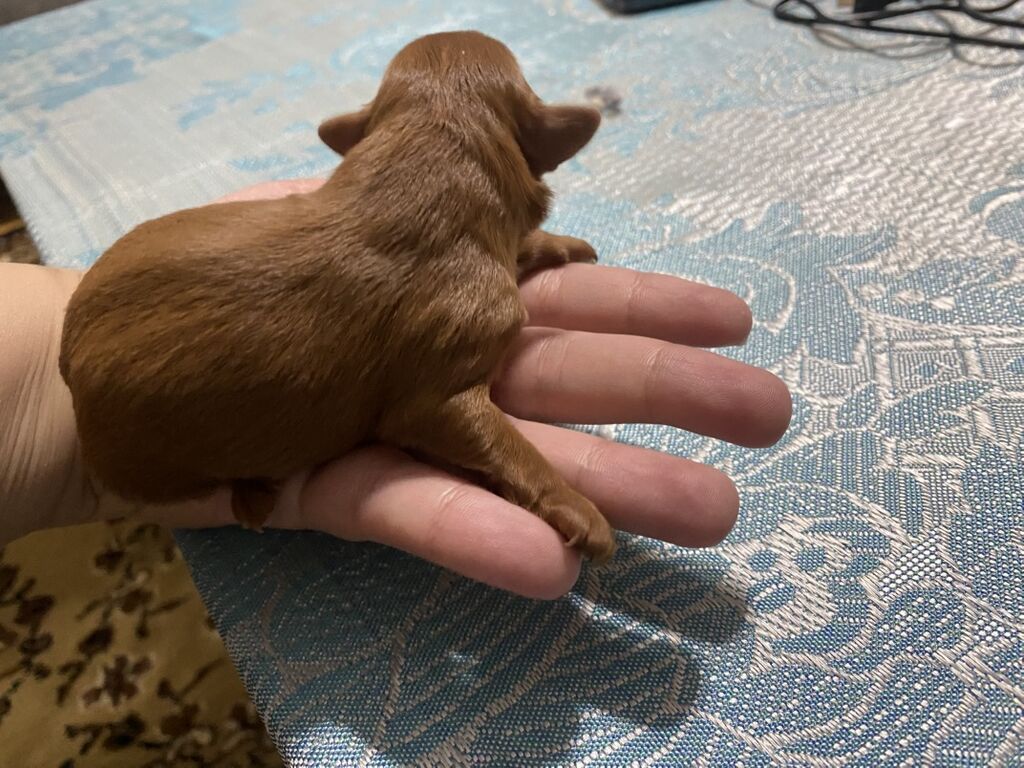 1 ay, Dişi — Köpəklər, Digah (4)