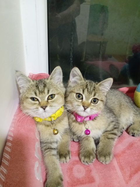İki balaca pişik – şirin, qısa tüklü, tünd-bej/zolaqlı rəngdə. Hər — 50 ₼ · Bakı · Pişiklər İki balaca pişik – şirin, qısa tüklü, tünd-bej/zolaqlı rəngdə. Hər — Bakı