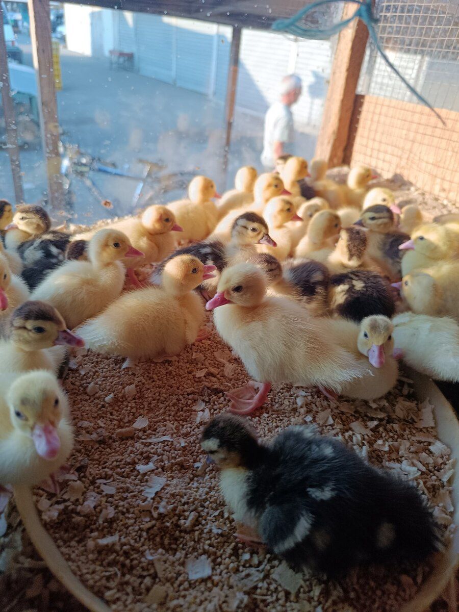 Ördək balaları — Quşlar, Bakı (4)