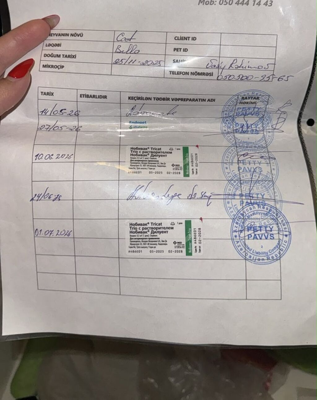 Qızıl şinşilla, Dişi, Yaxşı əllərə, Ünvandan götürmə, Ödənişli çatdırılma — Pişiklər, Bakı (5)