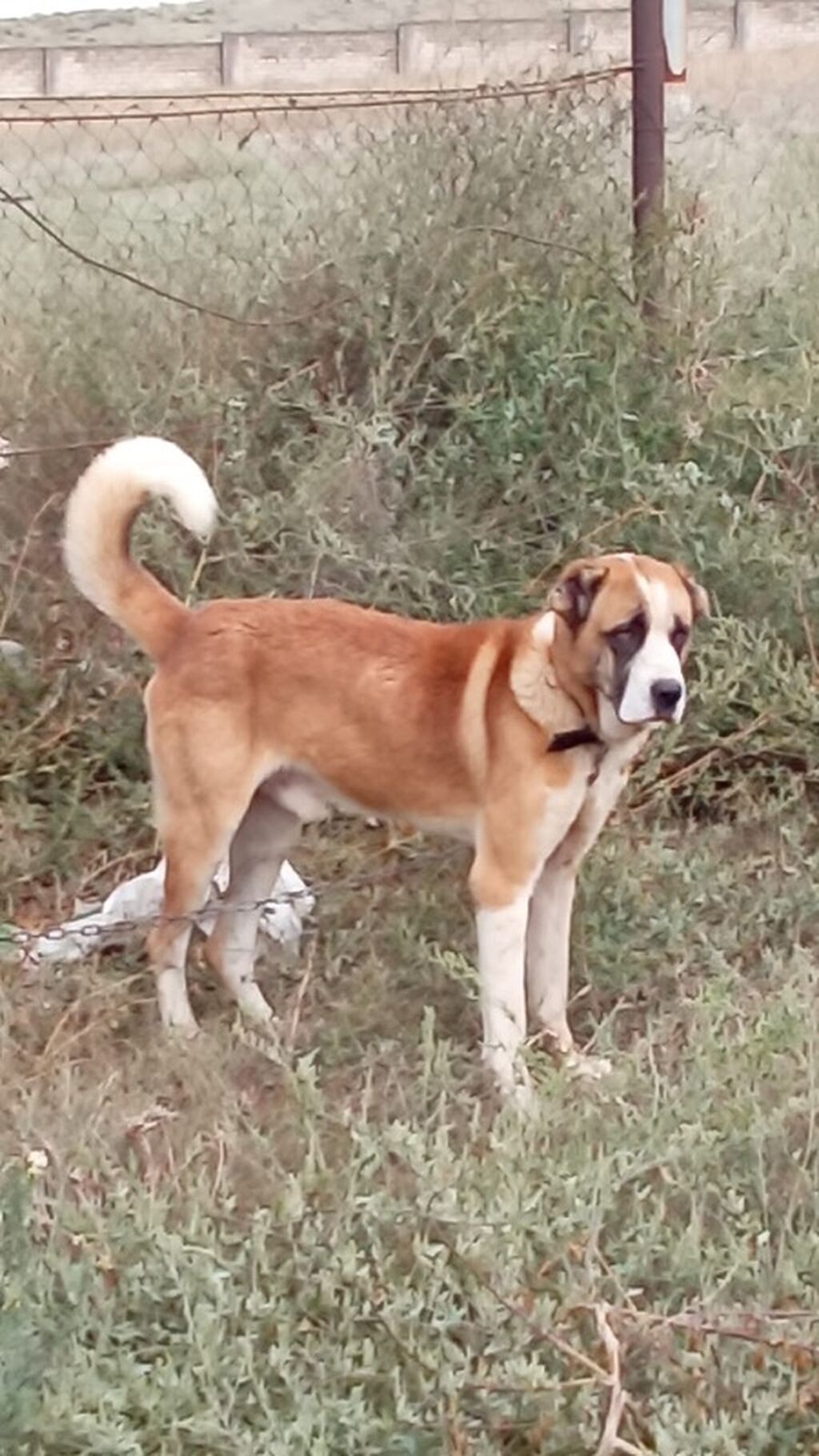 Qurdbasar, 1 il, Erkək, Peyvəndli, Rayonlara çatdırılma — Köpəklər, Mehdiabad (6)