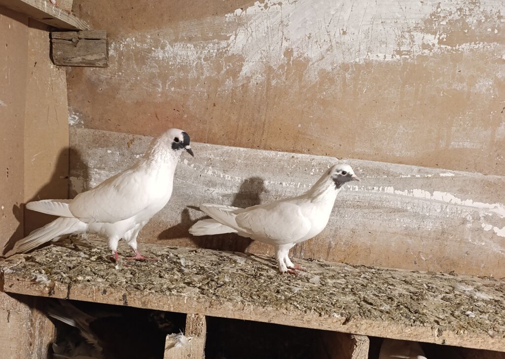 Qusdar göz qabaqinda biri erkeydi obirsin bilmirem unvan ayraport — Göyərçin, Bakı (3)