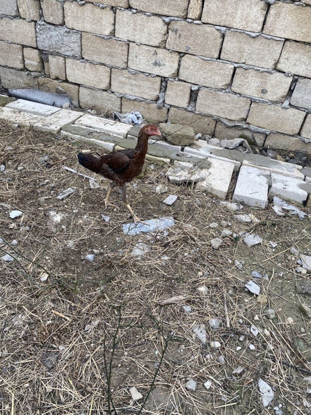 Toyuq cücələri, Ətlik — Toyuq və xoruz, Masazır (9)