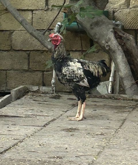 6-aylıq Hindistan sortu,Heyratı təmiz qan.Damazlığa — 60 ₼ · Bakı · Toyuq və xoruz 6-aylıq Hindistan sortu,Heyratı təmiz qan.Damazlığa — Bakı