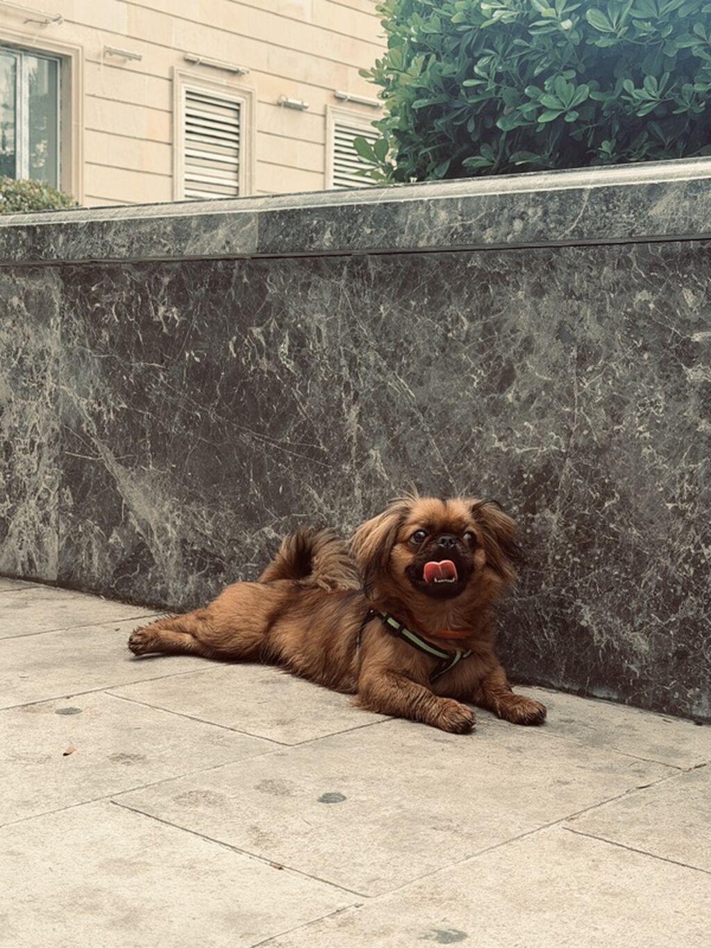 Pekines — Köpəklər, Bakı (3)