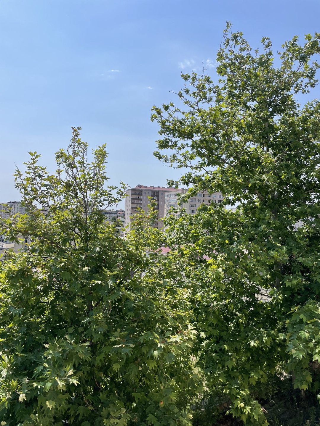 Satılır torpaq 16 sot — Torpaq, Bakı (3)