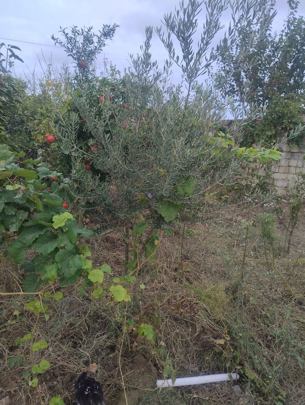 Zeytun ağacı – bağ və təsərrüfat üçün - Növ: Zeytun (Olea europaea) — Ağaclar və fidan, Digah (2)