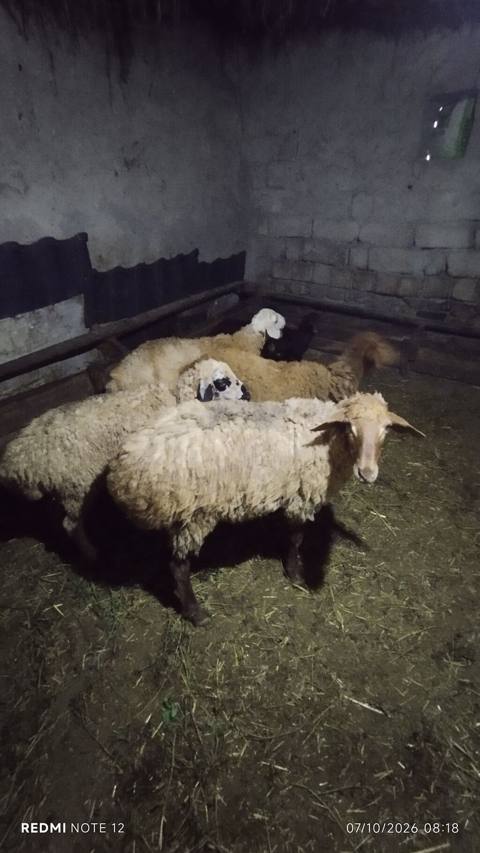 Quzu — 250 ₼ · Siyəzən · Kənd təsərrüfatı heyvanları Quzu — Siyəzən