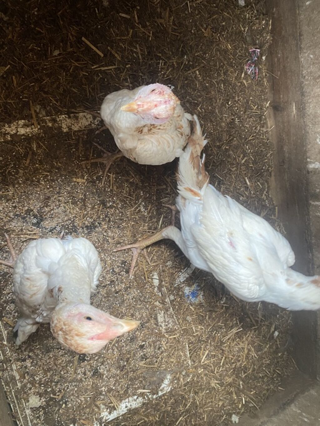 Toyuq cücələri, Ətlik — Toyuq və xoruz, Masazır (5)