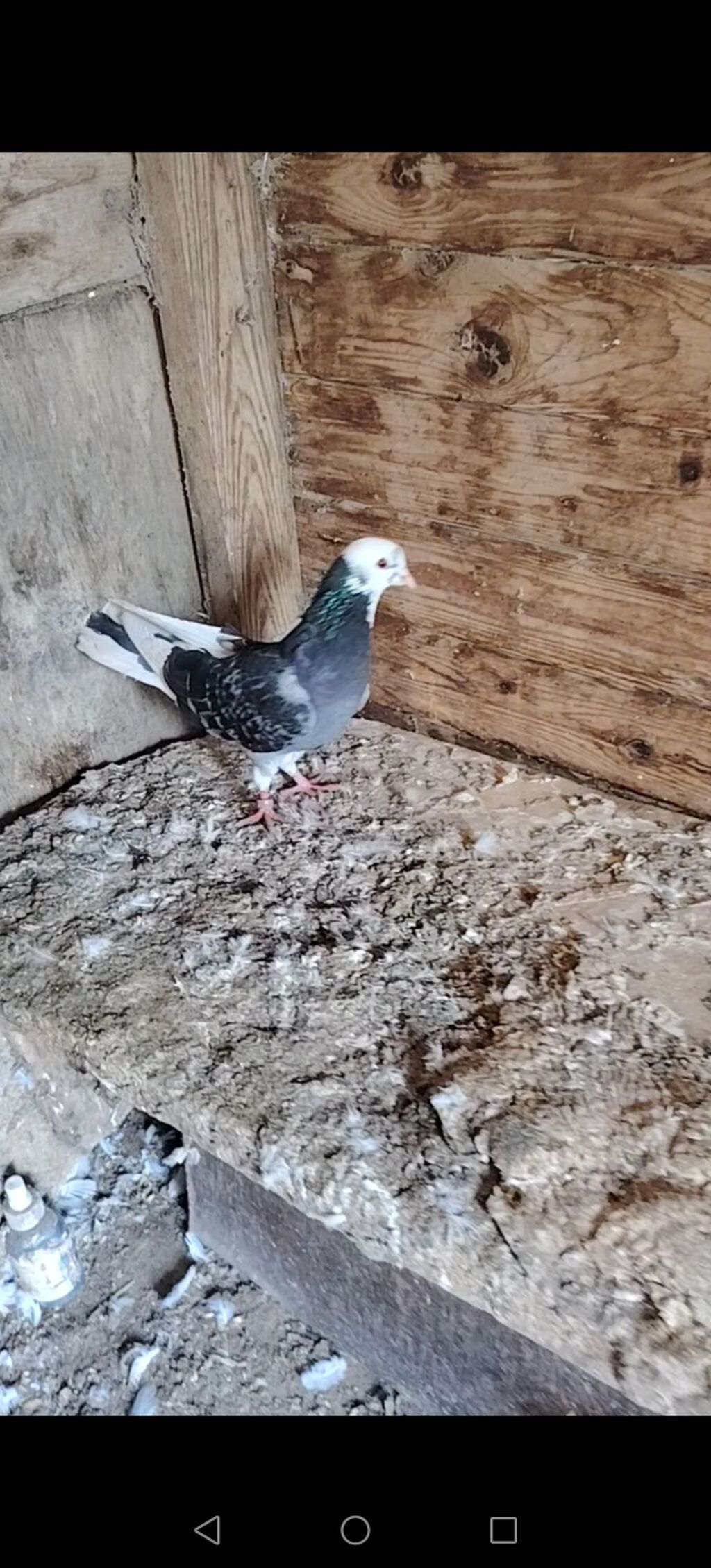 Baladan kecme nomreli uzuklu erkek ucuwuna cavadeh olunan erkeydi — Göyərçin, Bakı (2)