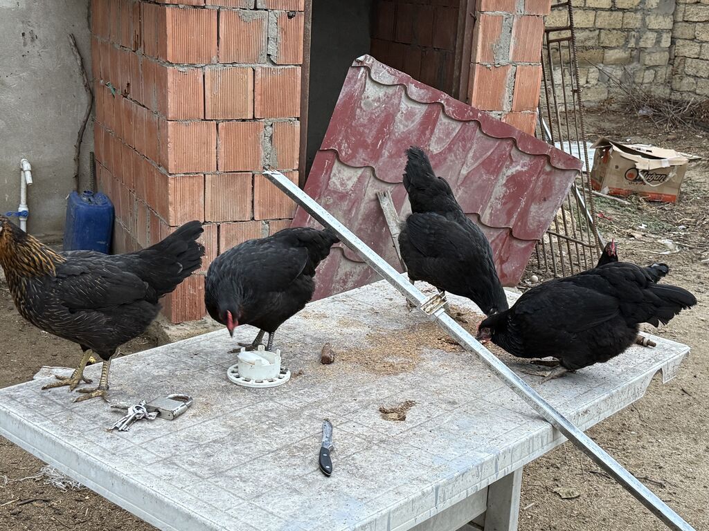 Salam 4 toyuq 1 xoruzdur 7 aylıqdılar heç bir xestelikleri yoxdur — Toyuq və xoruz, Saray (3)