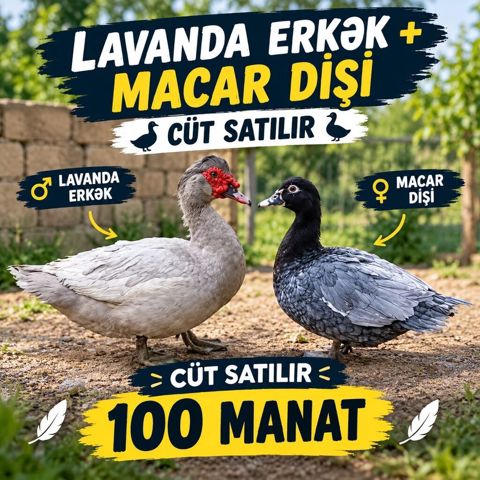 Lavanda drak (erkək) + Macar ördəyi (dişi) – cütlük. real alıcıya — Xaçmaz