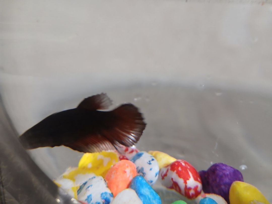 Akvarium və balıq — Akvariumlar və balıqlar, Sumqayıt (6)