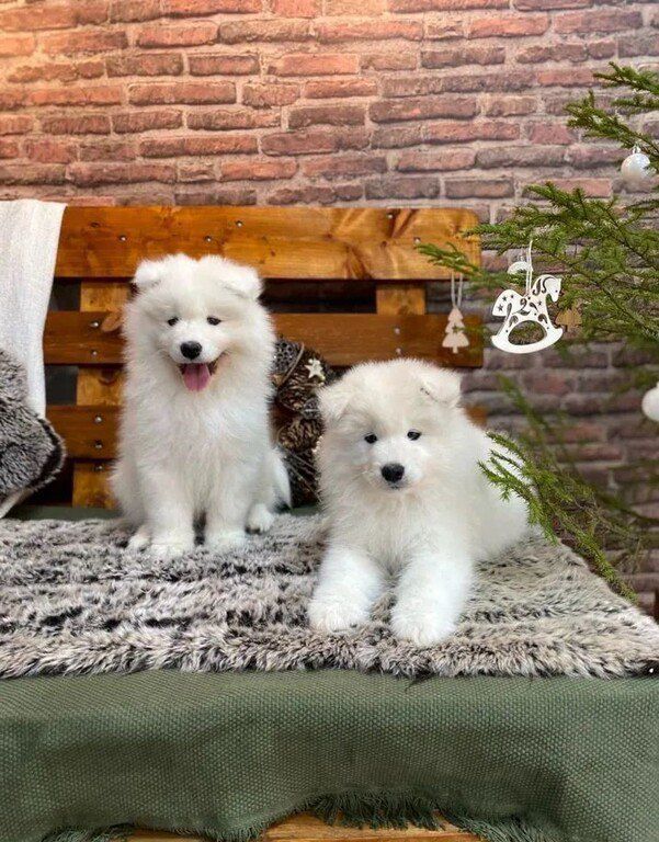 Samoyed — Köpəklər, Bakı (7)