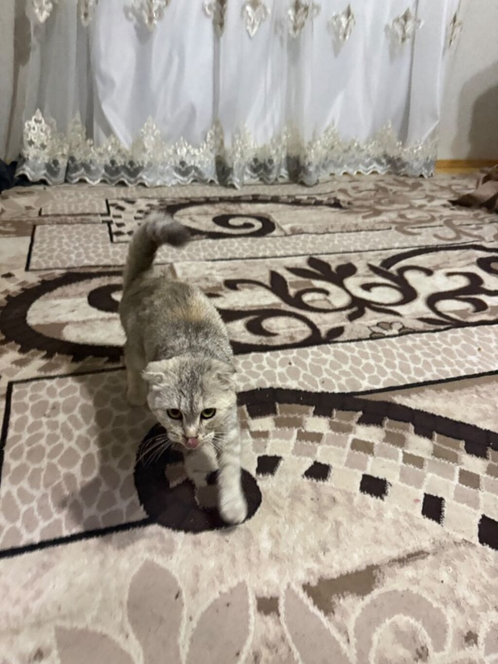 Şotland — Pişiklər, Digah (3)