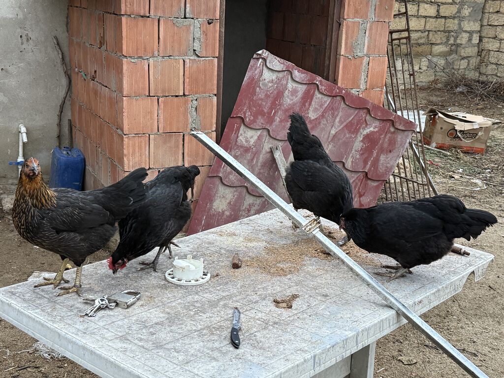 Salam 4 toyuq 1 xoruzdur 7 aylıqdılar heç bir xestelikleri yoxdur — Toyuq və xoruz, Saray (5)
