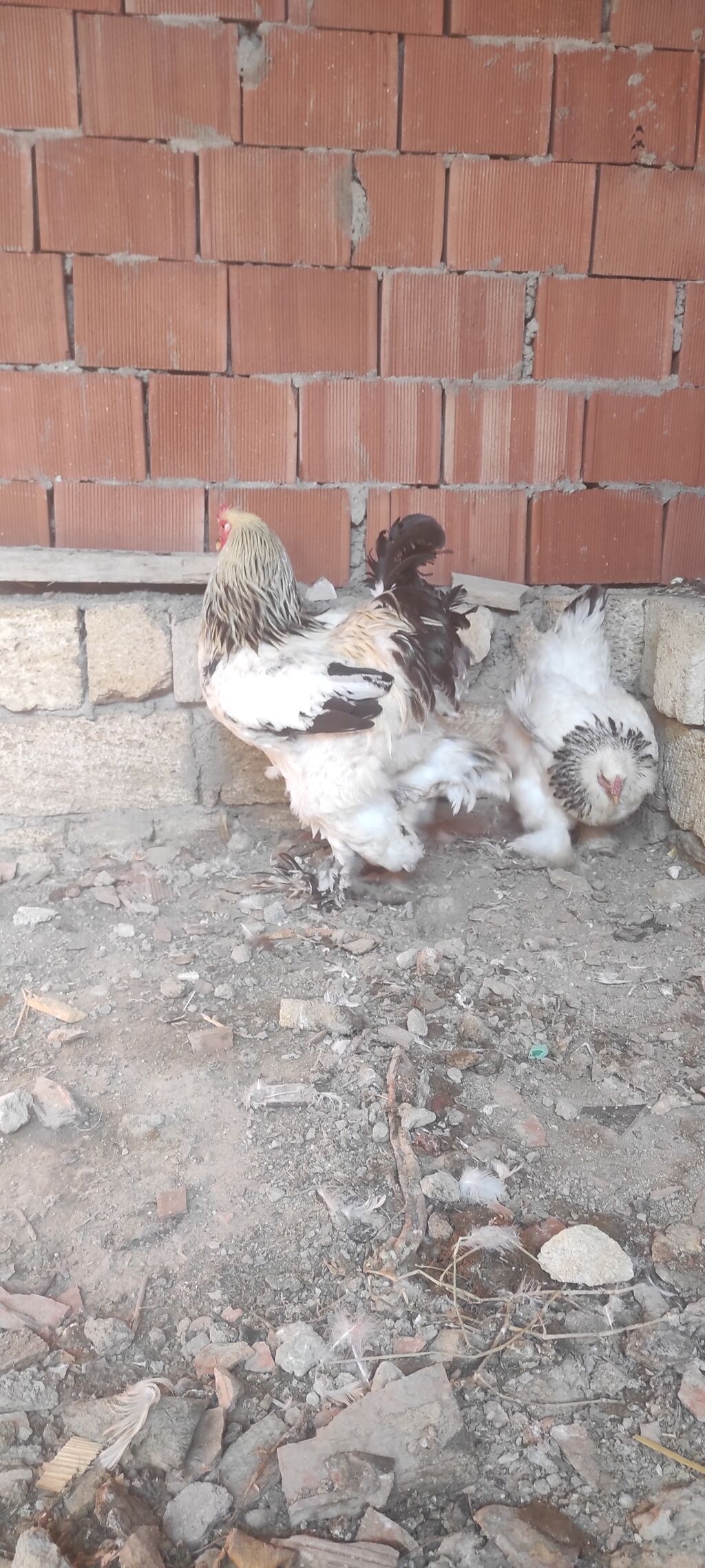 Toyuq, Brama, Damazlıq — Toyuq və xoruz, Bakı (2)