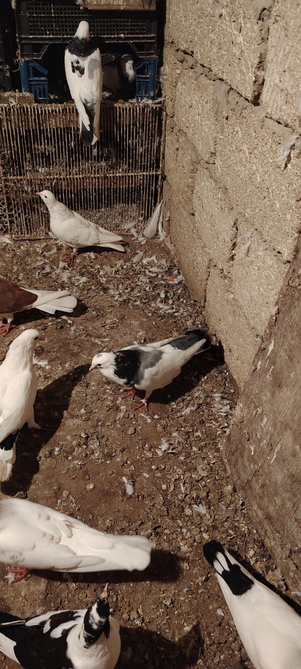 Cep erkey goy kemeri maya hazir cutduler balalrida var goy boynu — Göyərçin, Bakı (4)