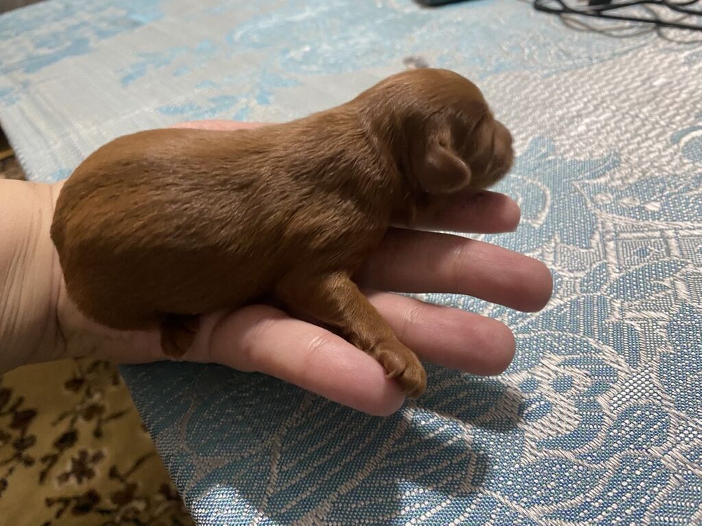 1 ay, Dişi — Köpəklər, Digah (5)