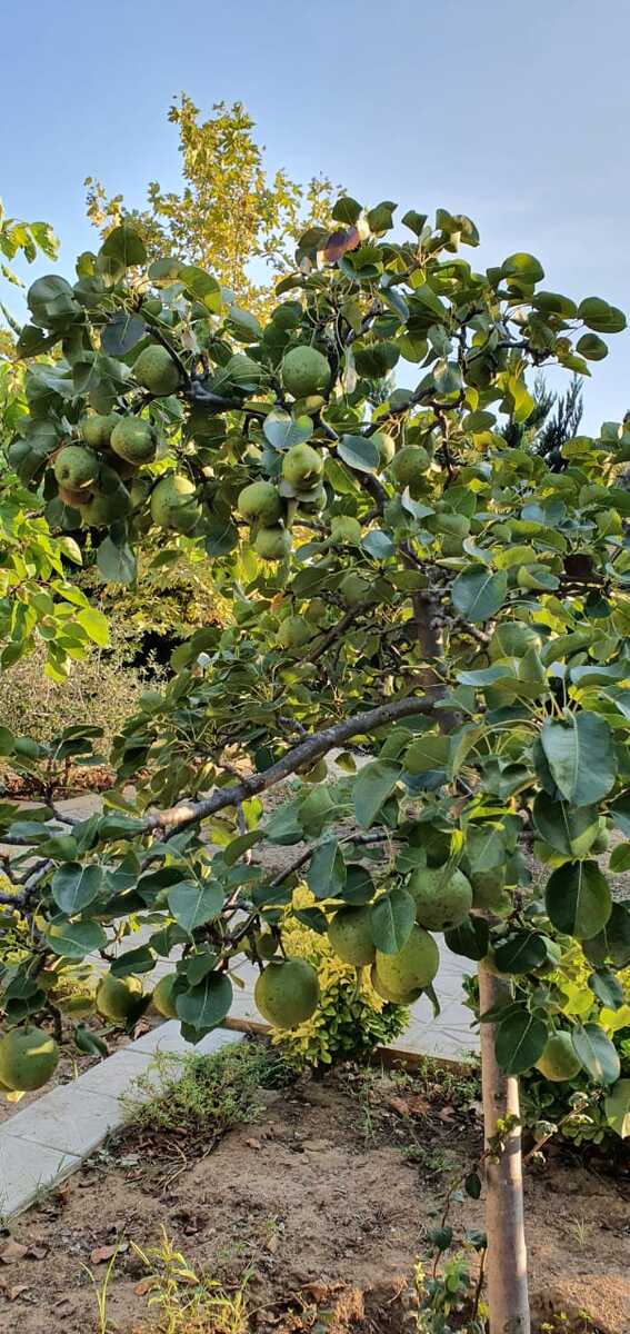 Satılır 5 otaqlı həyət evi/bağ evi 200 m² — Ev, villa, Bakı (7)