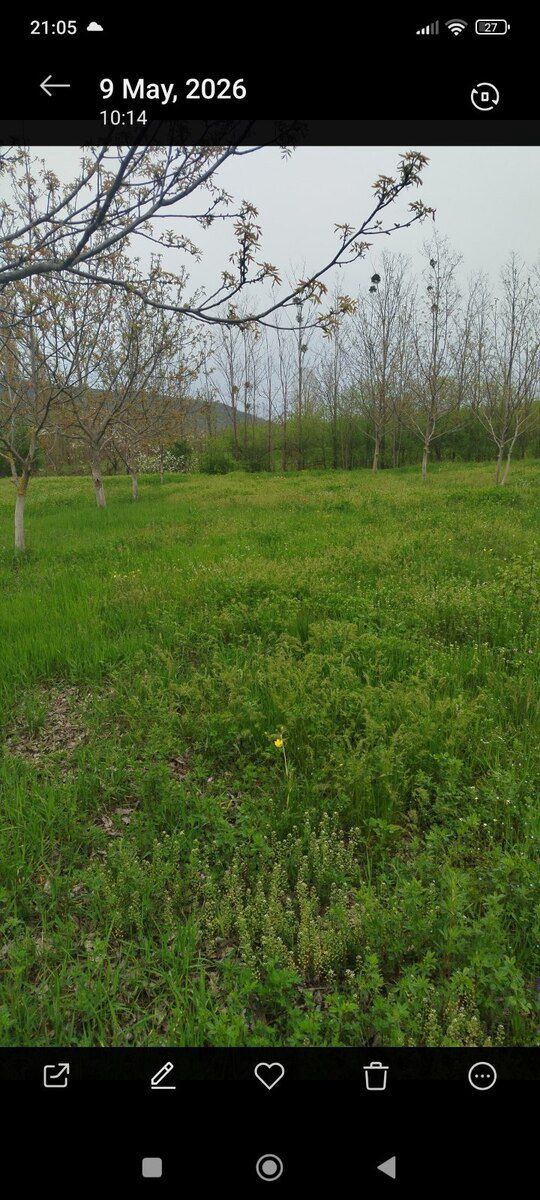40 sot torpaq sahəsi, Qusar r — Torpaq, Qusar (9)