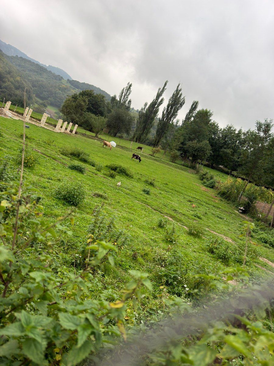 7 sot torpaq sahəsi, Qusar r — Torpaq, Qusar (4)