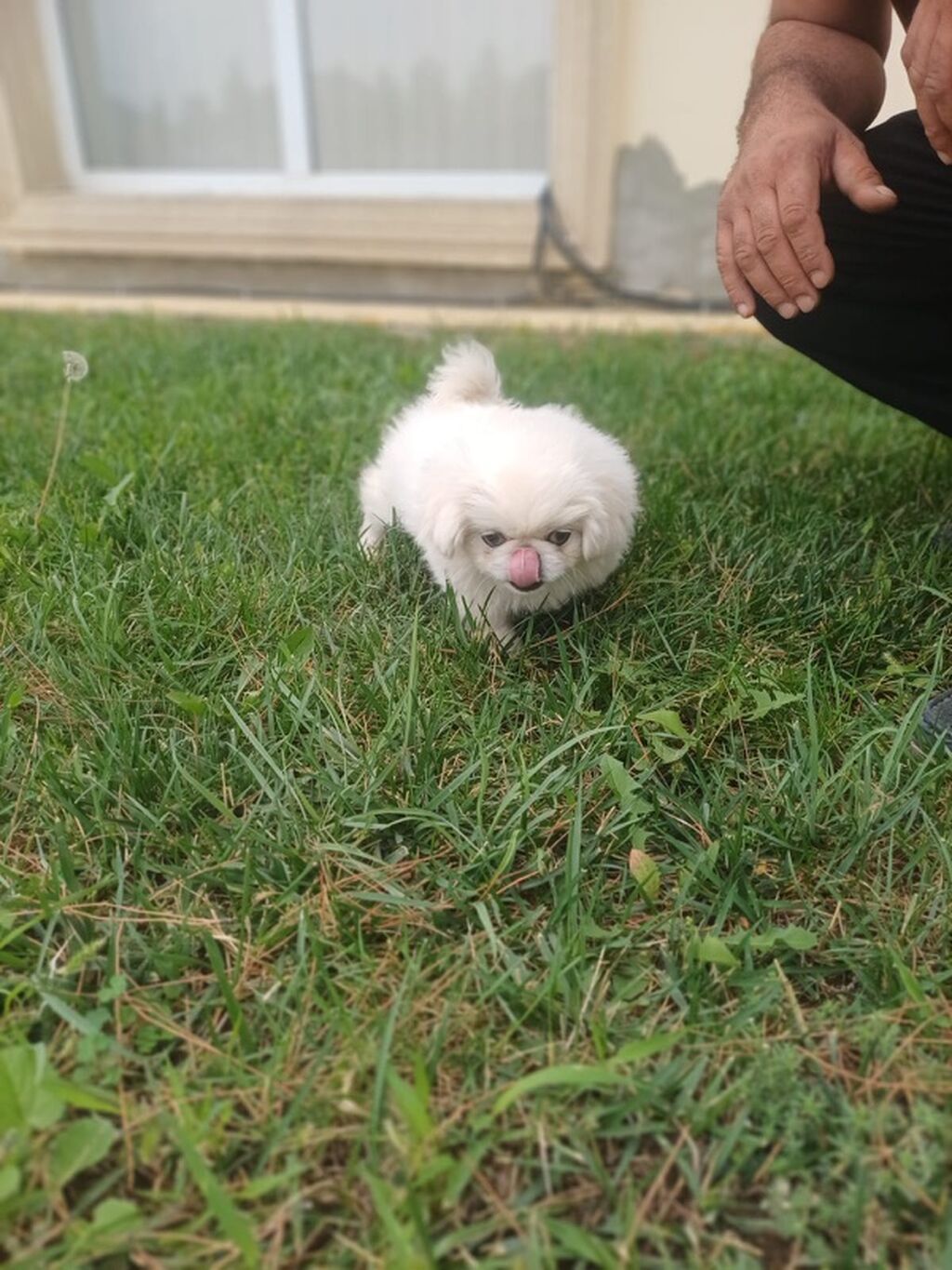 Pekines — Köpəklər, Şəmkir (2)