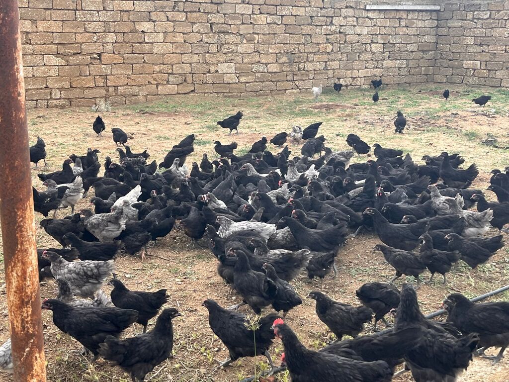 Toyuq, Yumurtalıq — Toyuq və xoruz, Bakı