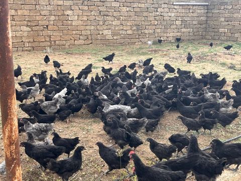 Toyuq, Yumurtalıq — Bakı