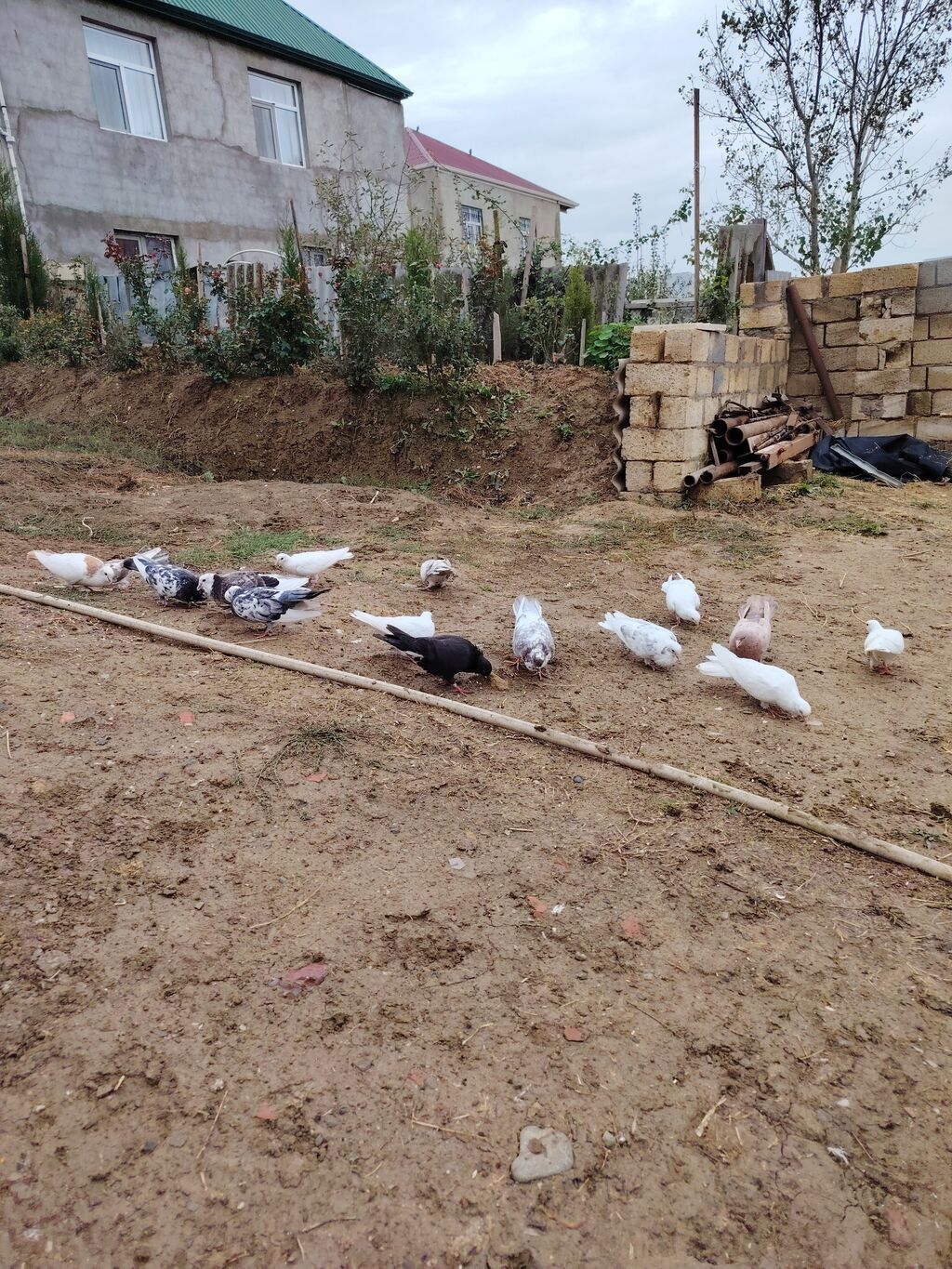 Göyərçinlər kom satılır icinde 4 saata kimi ucan goyercinler var — Göyərçin, Bakı (2)