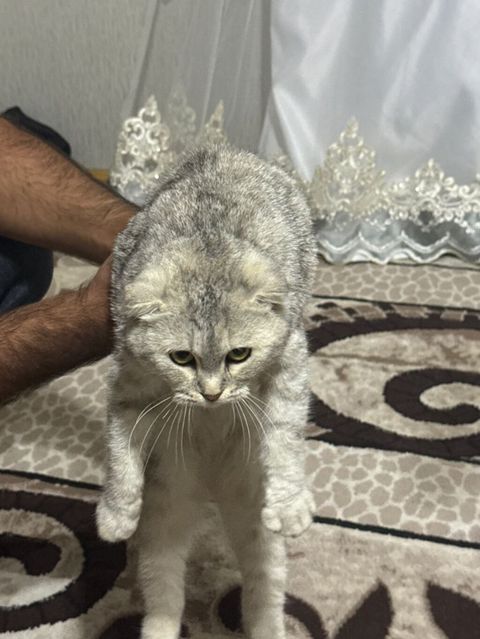 Şotland — 100 ₼ · Digah · Pişiklər Şotland — Digah