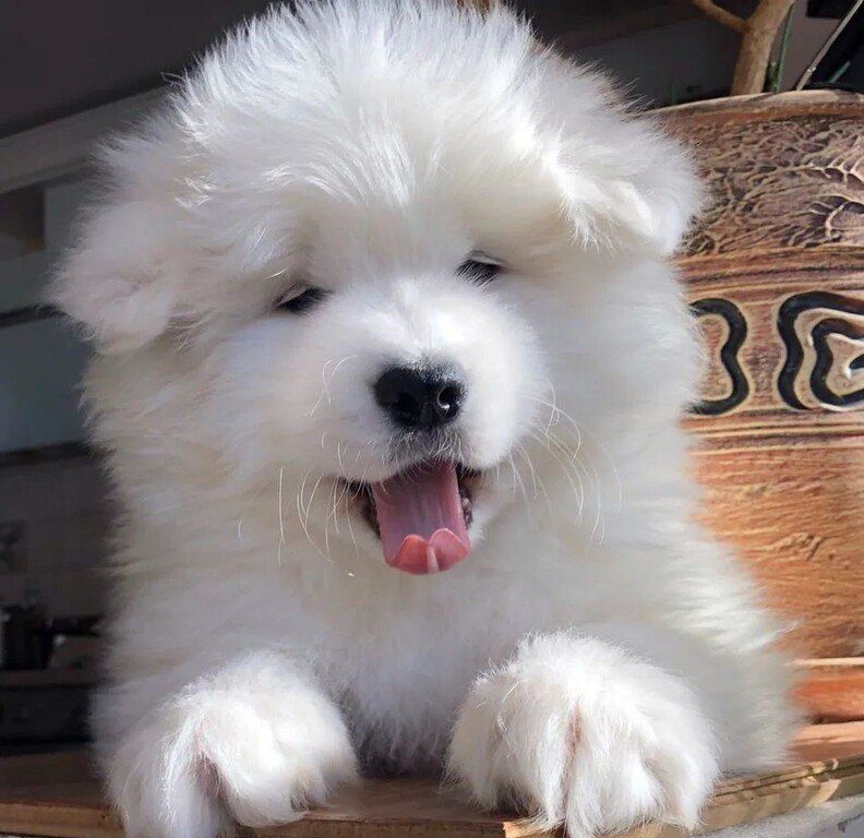 Samoyed — Köpəklər, Bakı (2)