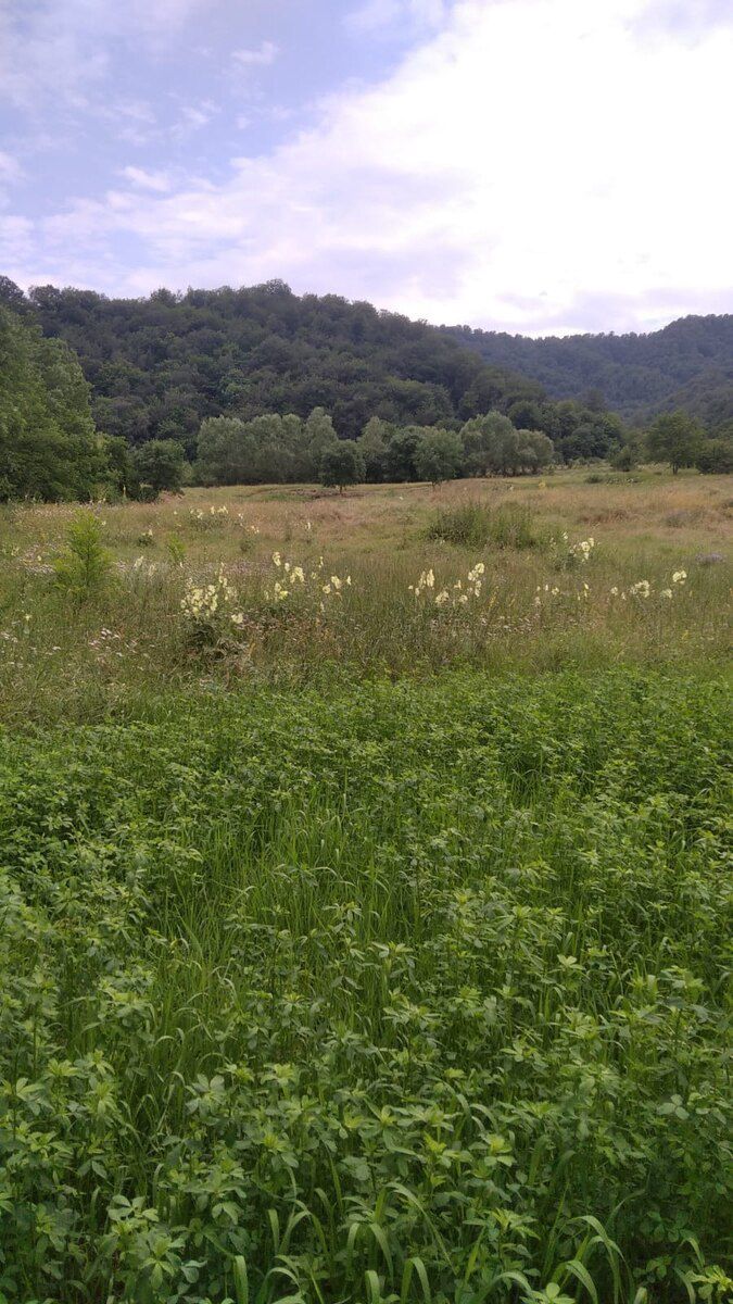 40 sot torpaq sahəsi, Qusar r — Torpaq, Qusar (6)