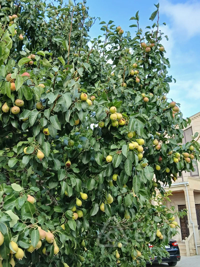 9 otaqlı həyət evi, 300 m², Novxani Şossesi — Ev, villa, Bakı (4)