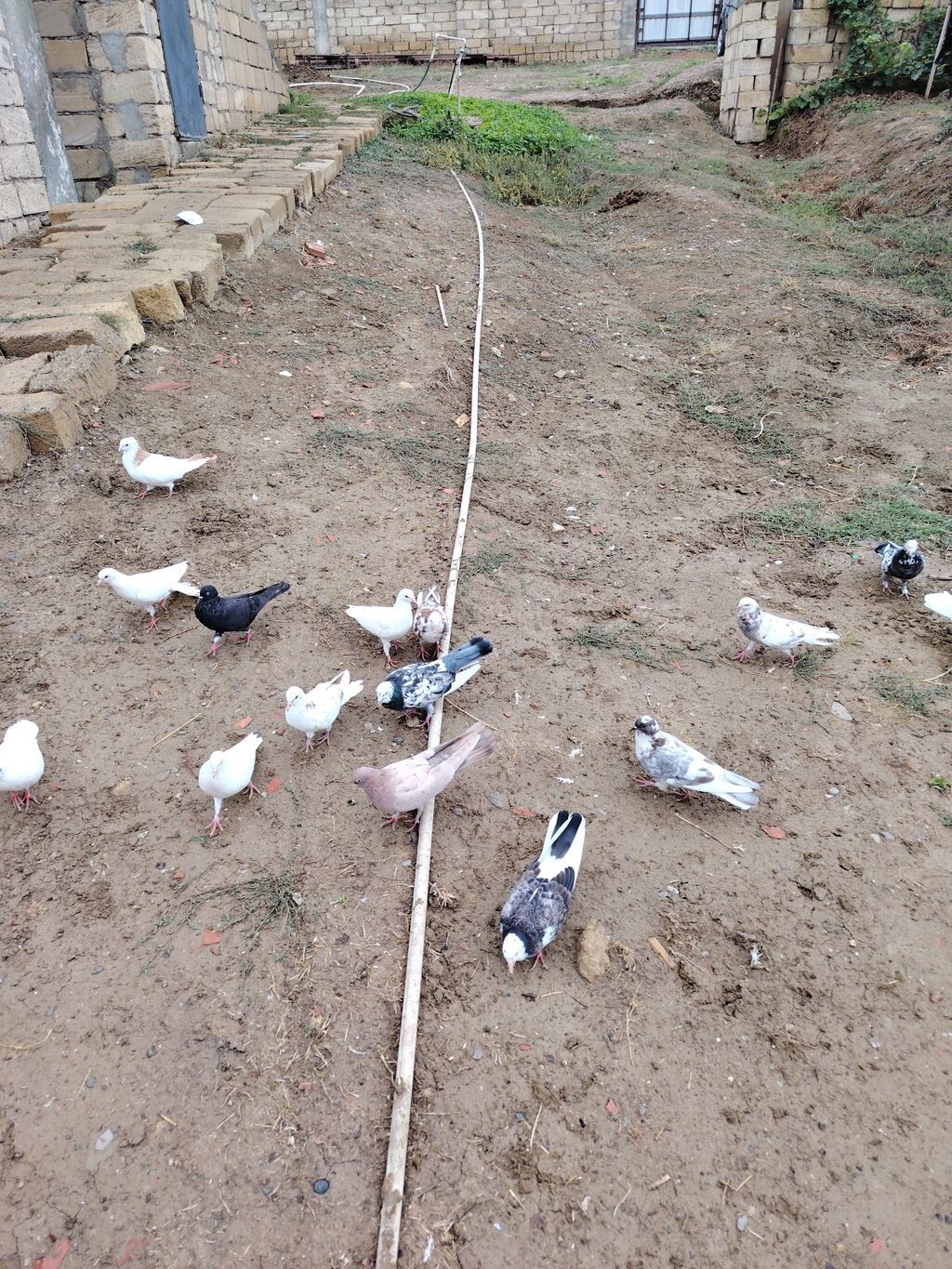 Göyərçinlər kom satılır icinde 4 saata kimi ucan goyercinler var — Göyərçin, Bakı (4)