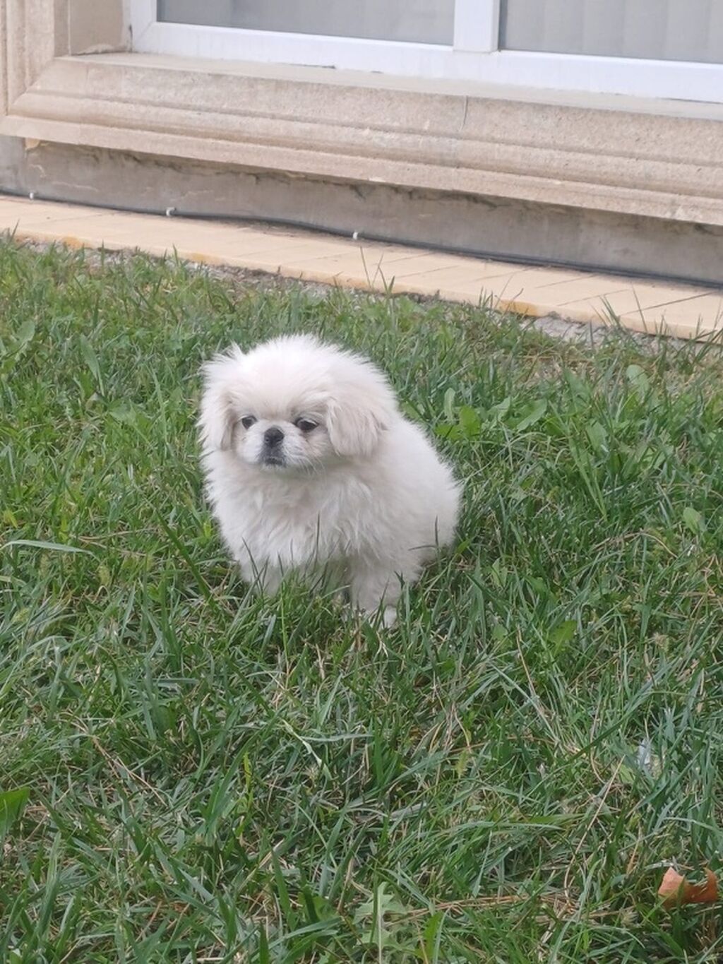 Pekines — Köpəklər, Şəmkir (5)