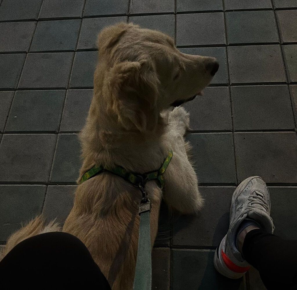 Retriever, 8 il, Erkək, Peyvəndli, Ünvandan götürmə — Köpəklər, Bakı (3)