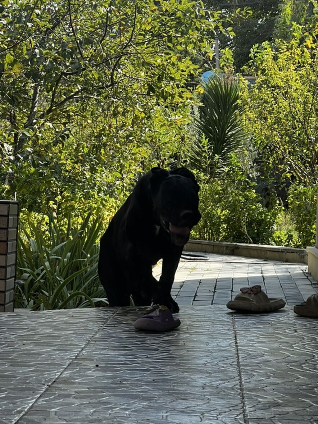 6 ay, Erkək, Peyvəndli — Köpəklər, Pirəkəşkül (2)