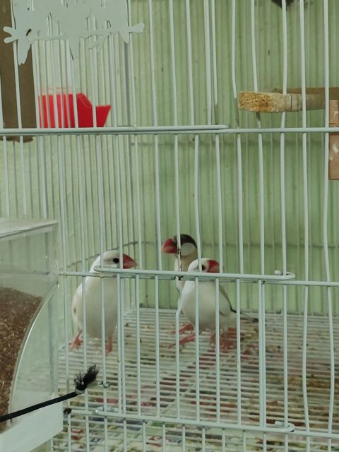 Amadin — Ağdaş