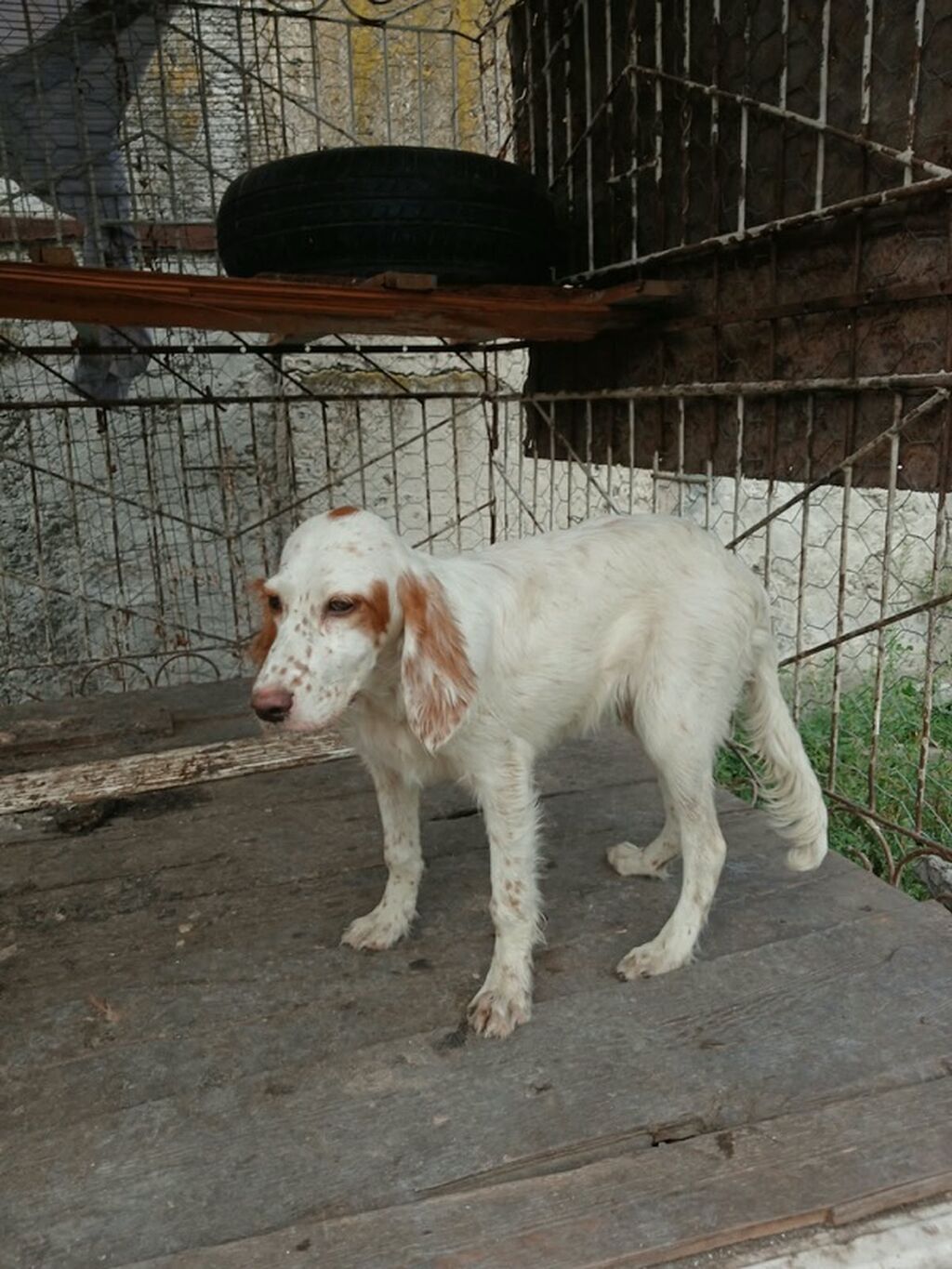 Dişi — Köpəklər, Ağdaş (4)